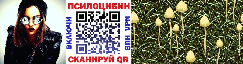 наркотики  Нерехта  Псилоцибиновые грибы Psilocybine cubensis 